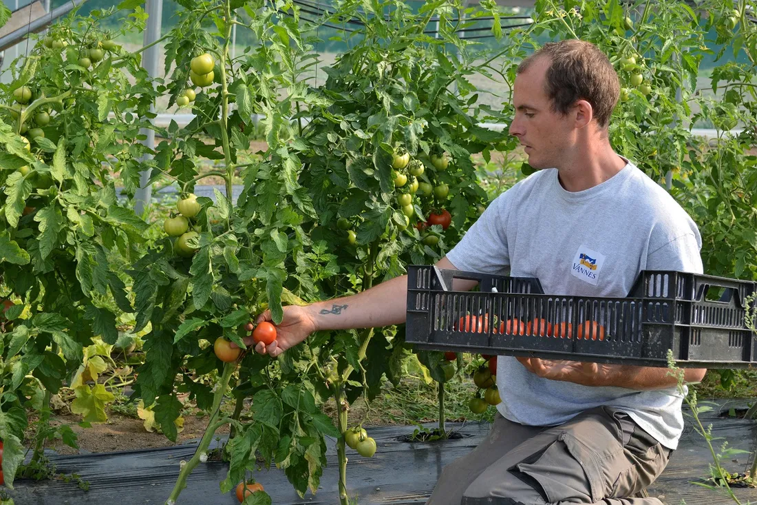 Maraîcher de Vannes